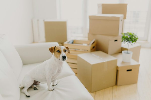 Quelles astuces pour une chambre d'amis cosy et fonctionnelle ?