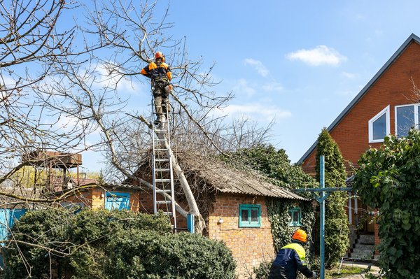 Quels sont les meilleurs arbres fruitiers pour un jardin de terrasse?